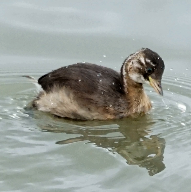 welke vogel is dit ?